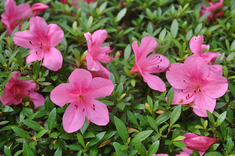 foto_20150531_1459_01.jpg - [de][en]