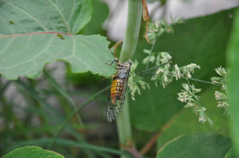 foto_20150603_1057_01.jpg - [de][en]