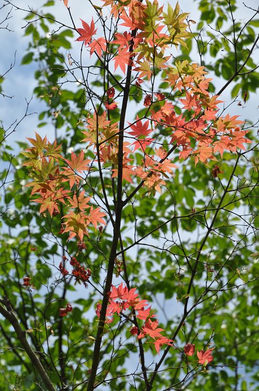 foto_20150525_1134_01.jpg - [de]Herbstblätter im Frühsommer?[en]Autumn leafs in early summer?