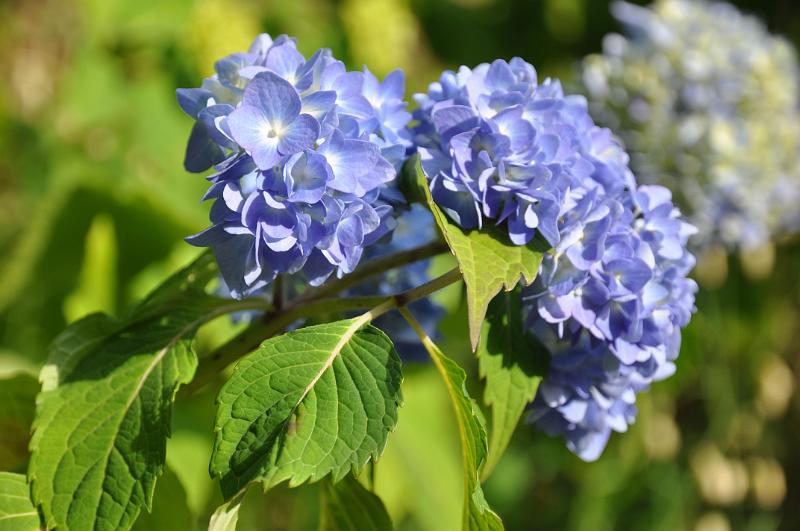 foto_20150525_1722_01.jpg - [de]Kiyomizudera Tempel.[en]Kiyomizudera temple.