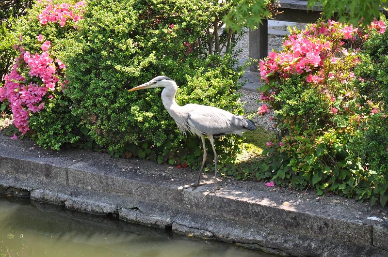 foto_20150526_1037_01.jpg - [de]Shinsen-en Tempel.[en]Shinsen-en temple.