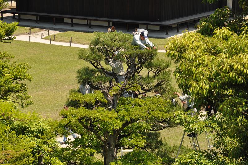 foto_20150526_1140_02.jpg - [de]Die Bäume werden alle fein säuberlich zurechtgestutzt.[en]Cutting all the new branches from the trees.