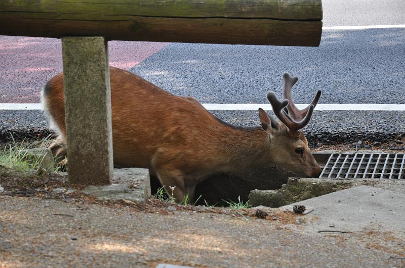 foto_20150526_1510_01.jpg - [de]Eines der Wahrzeichen von Nara sind die vielen Rehe.[en]One of the icons for Nara: the deer.