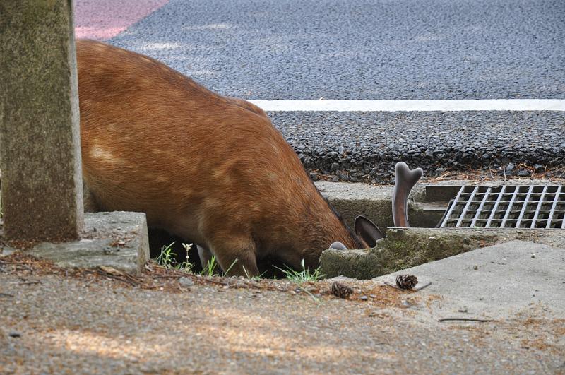 foto_20150526_1510_03.jpg - [de]Warum taucht dieses Reh hier ab?[en]Why is this deer hiding in the ditch?