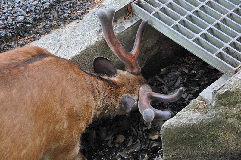 foto_20150526_1511_01.jpg - [de]Genau - weil es hier etwas zum Trinken gibt bei dieser Hitze.[en]Right - to find something to drink in the summer heat.