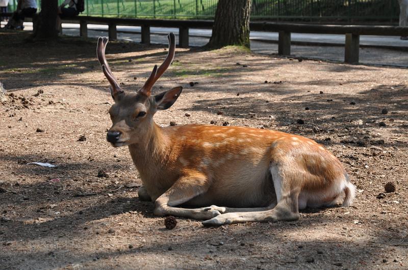 foto_20150526_1512_01.jpg - [de]Ansonsten einfach relaxen bei der Hitze.[en]Just relaxing in the heat.