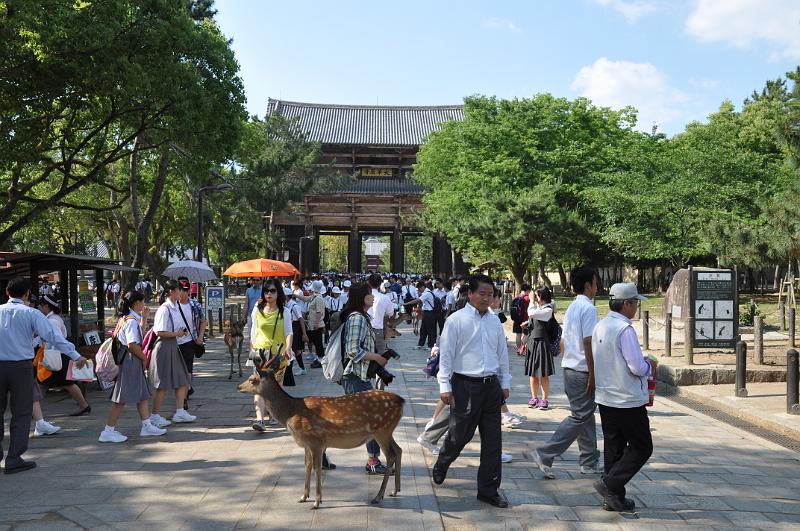 foto_20150526_1531_01.jpg - [de]Viele Menschen und Rehe vor dem Todai-ji.[en]Many people and deer in front of the Todai-ji.